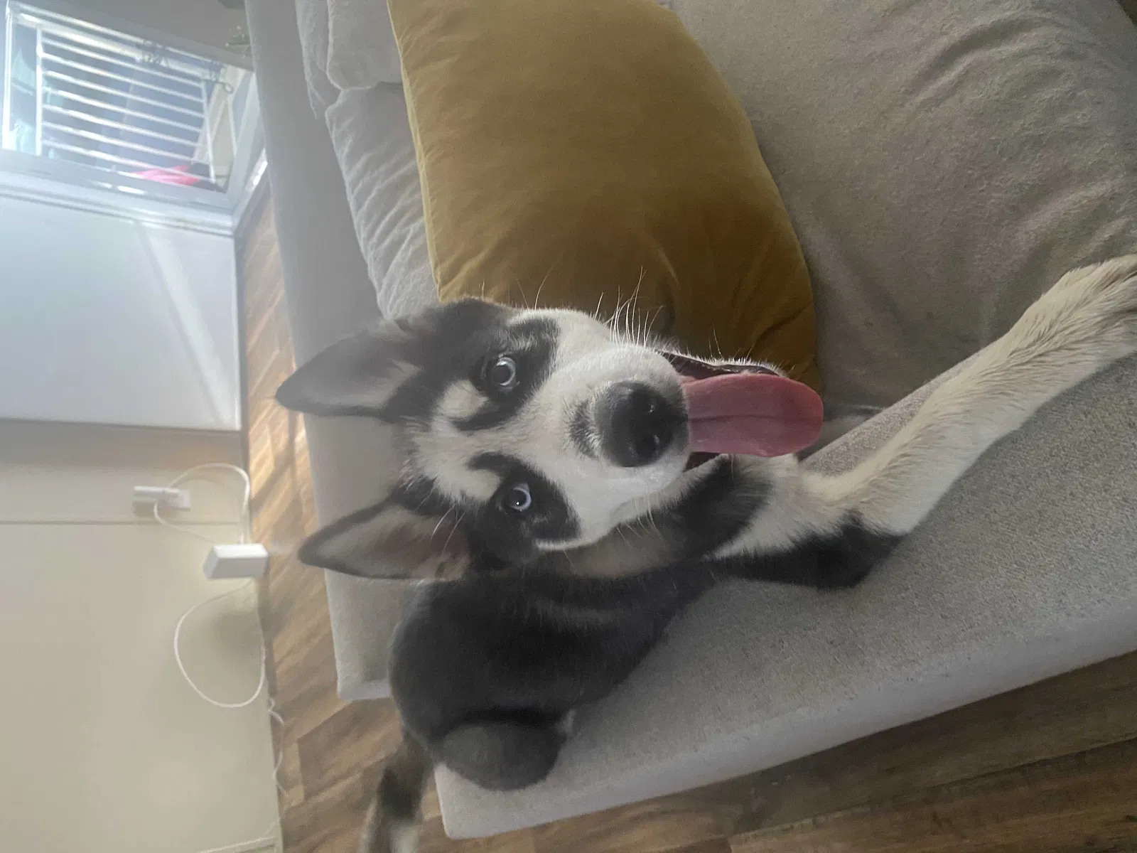 Lost dog in Miami, FL, 33172