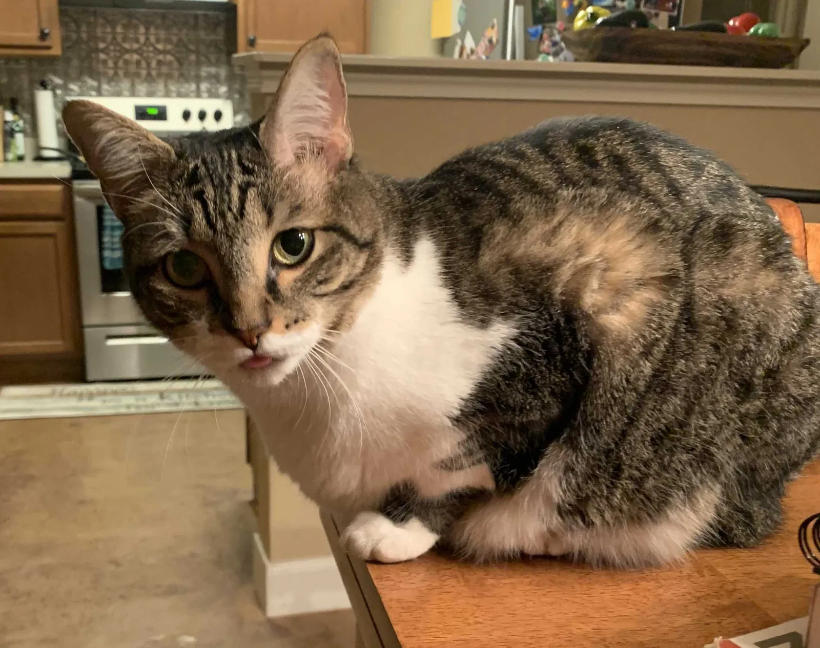 Lost cat in Cibolo, TX, 78108
