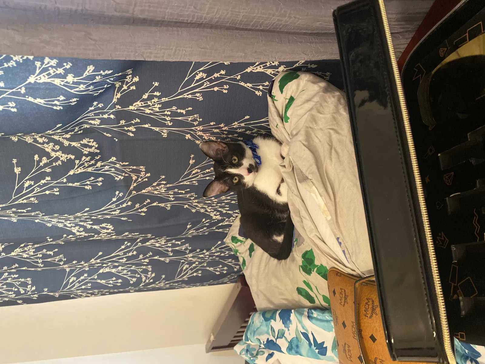 Lost cat in Los Angeles, CA, 90034