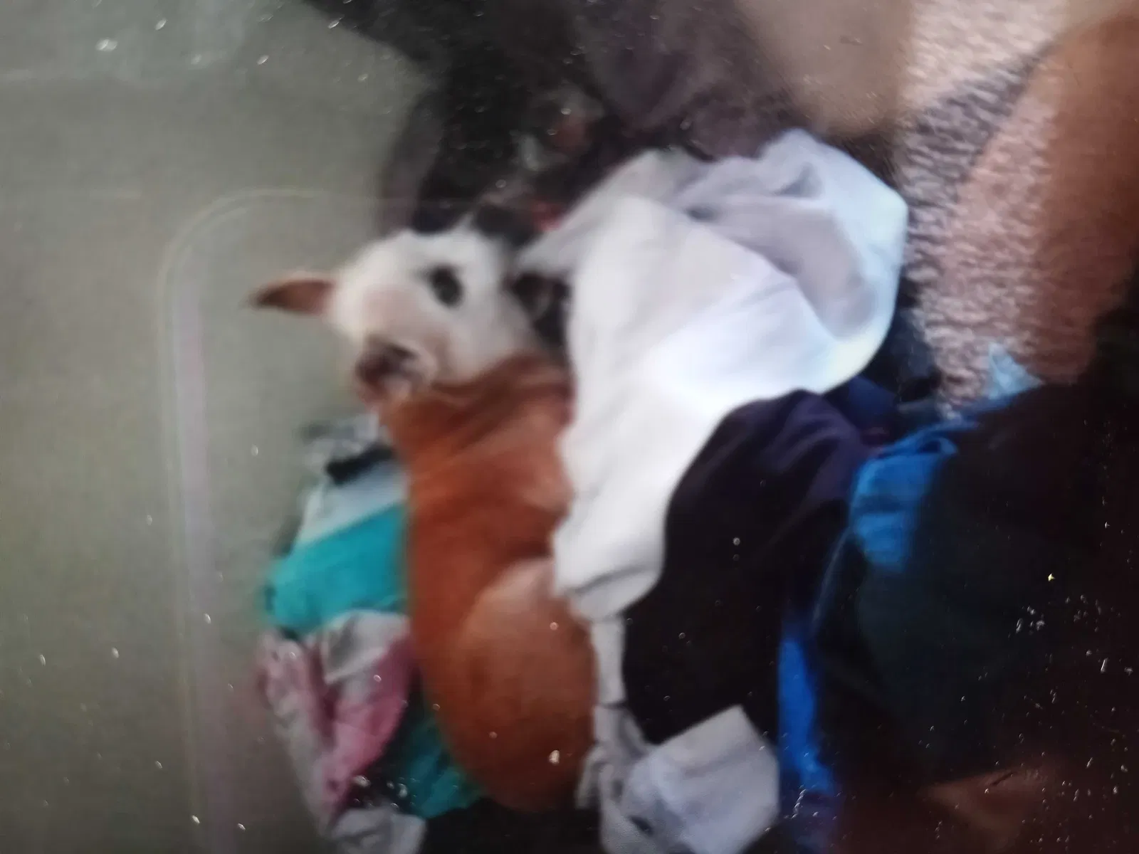 Lost dog in Albuquerque, NM, 87105