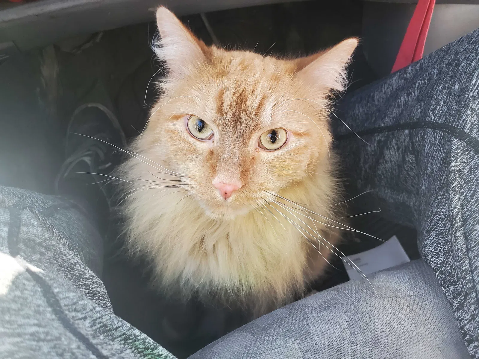 Lost cat in Missoula, MT, 59802