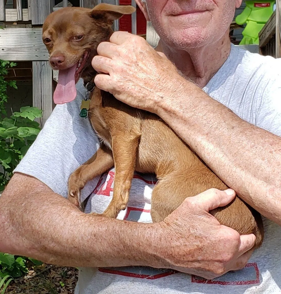 Lost dog in Huntsville, AL, 35803