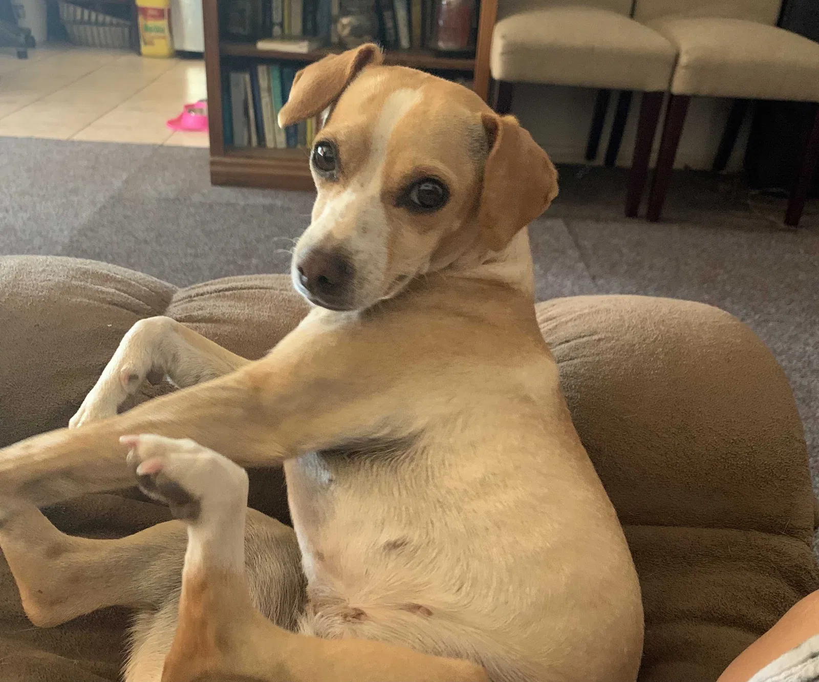 Lost dog in Pineville, LA, 71360