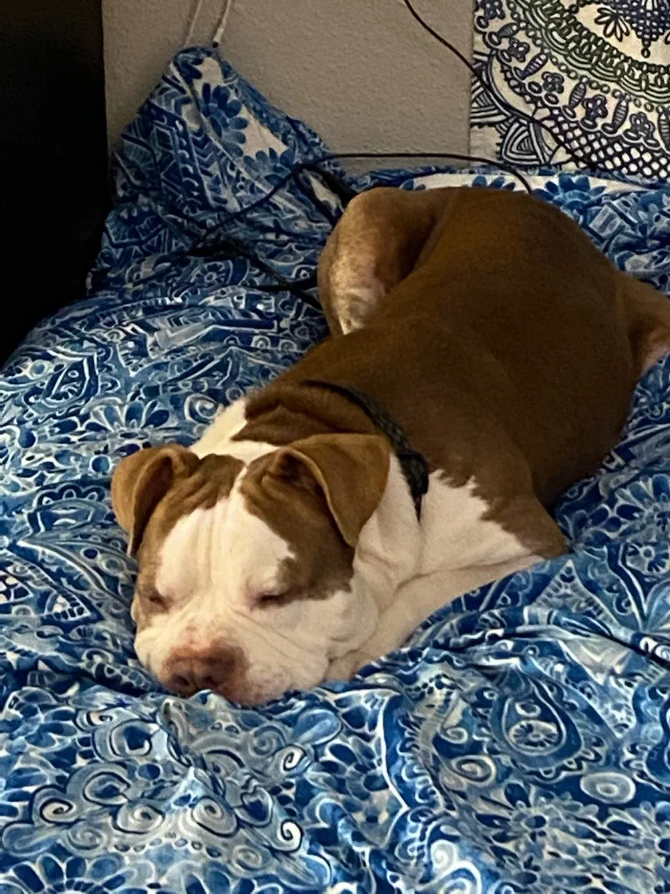 Lost dog in Corpus Christi, TX, 78413
