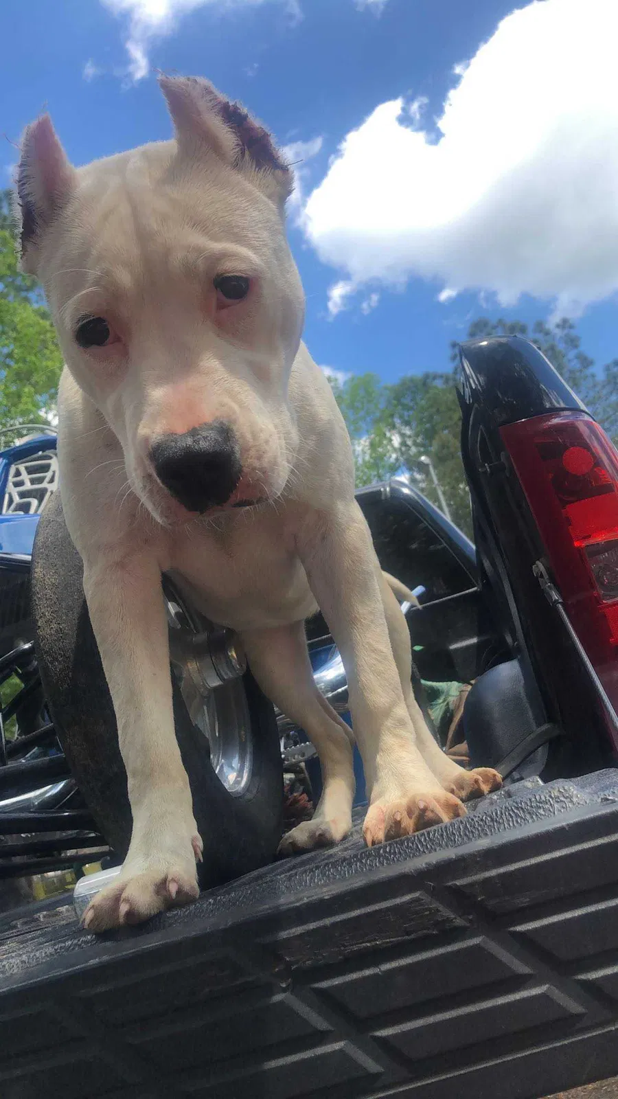 Lost dog in Fort Worth, TX, 76137