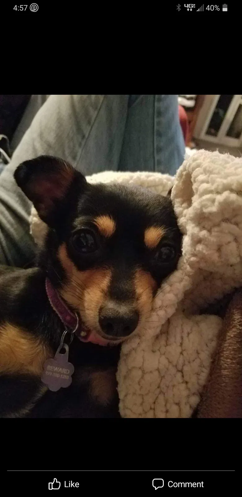 Lost dog in Spring, TX, 77379