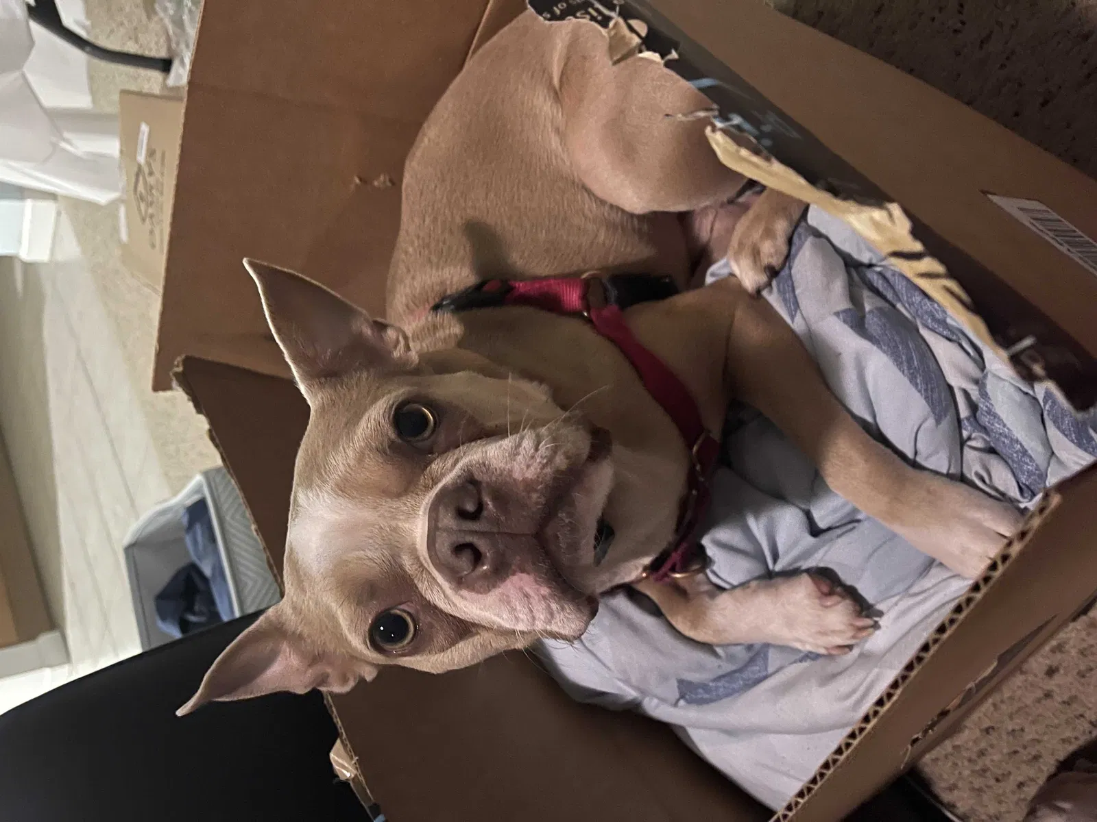 Lost dog in Elgin, IL, 60123