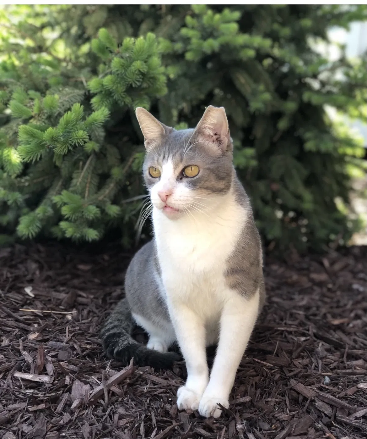 Lost cat in Wayzata, MN, 55391