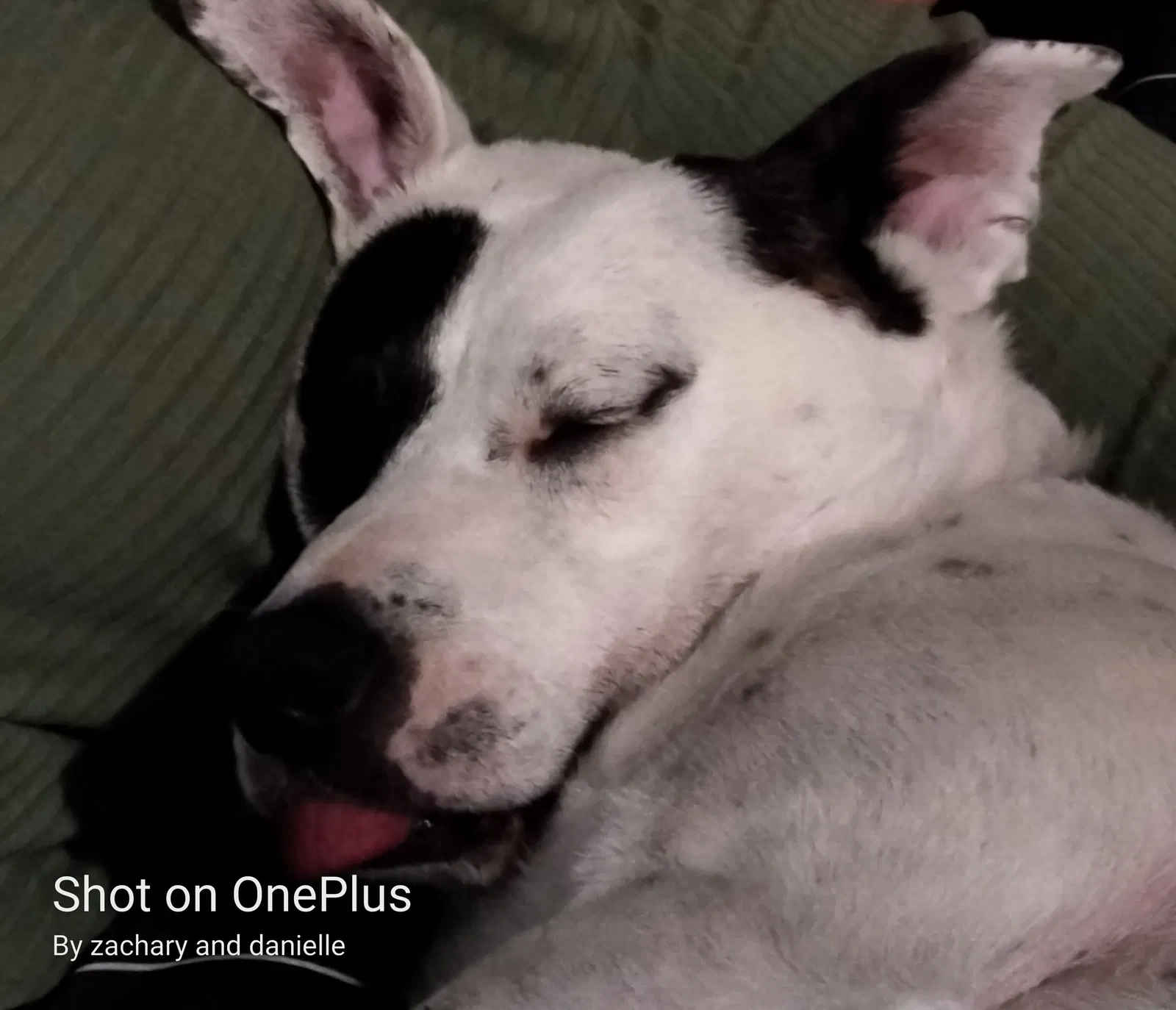Lost dog in Hesperia, CA, 92345