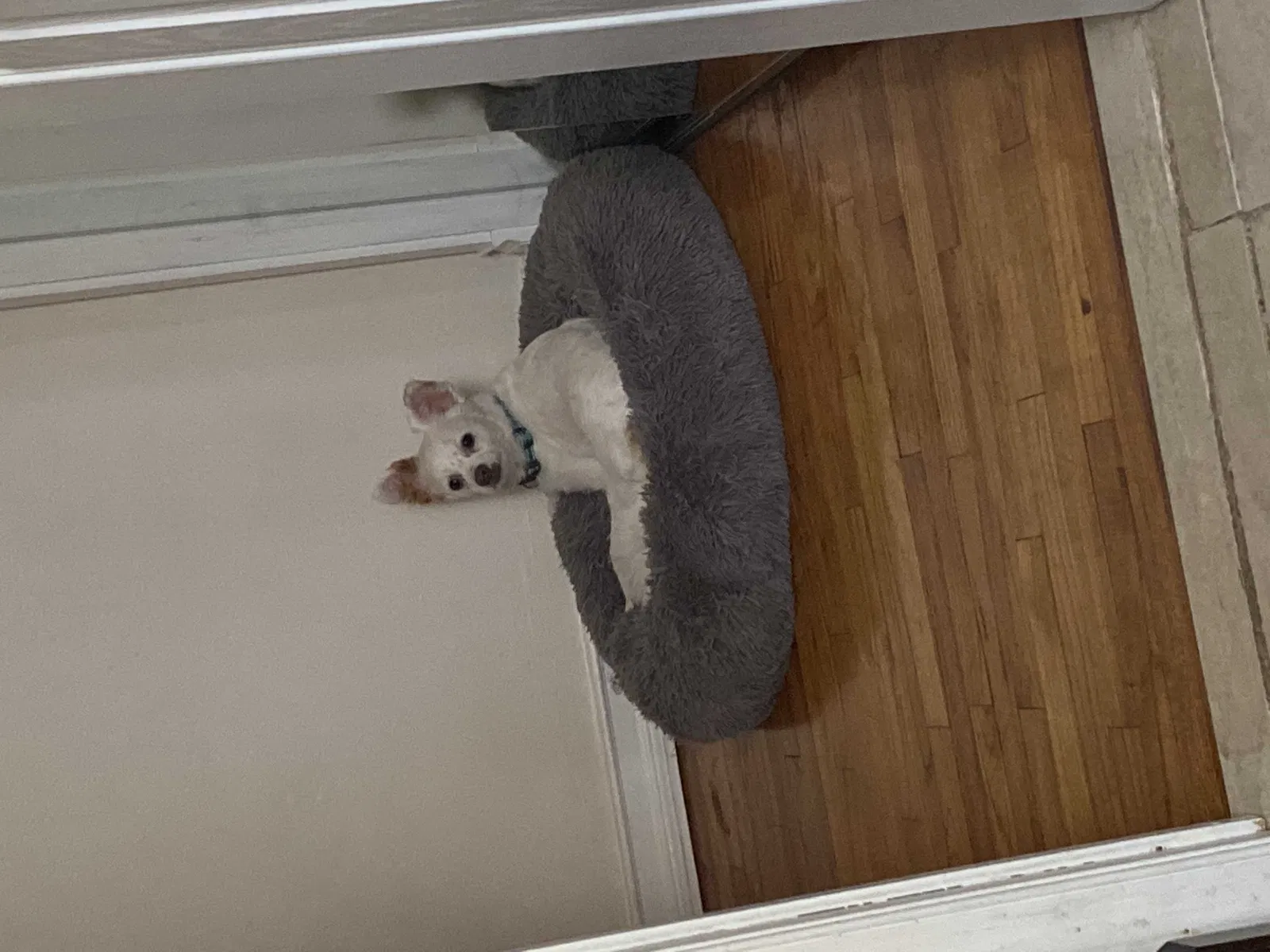 Lost dog in Somerset, NJ, 8873