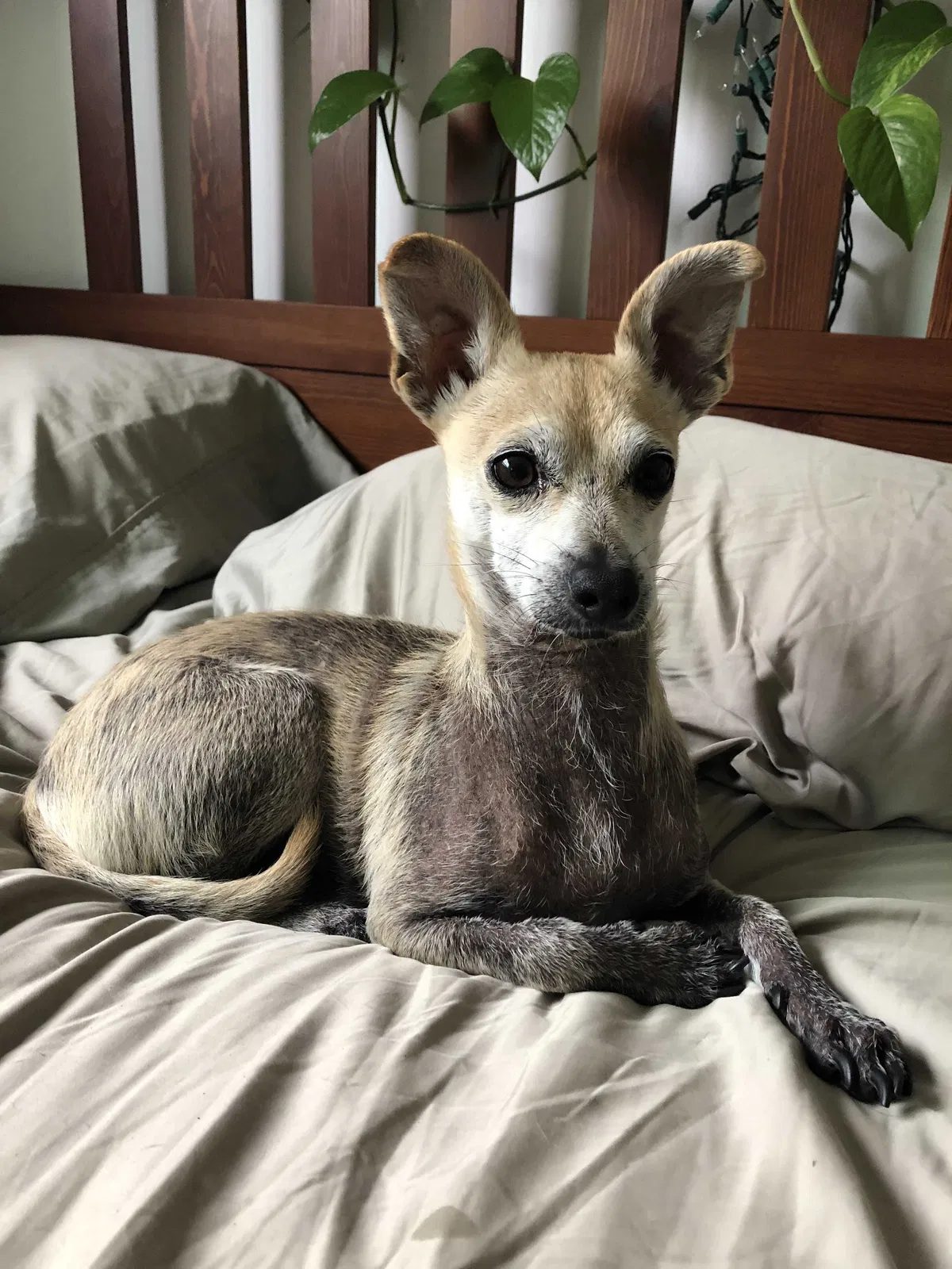 Lost dog in Los Angeles, CA, 90017