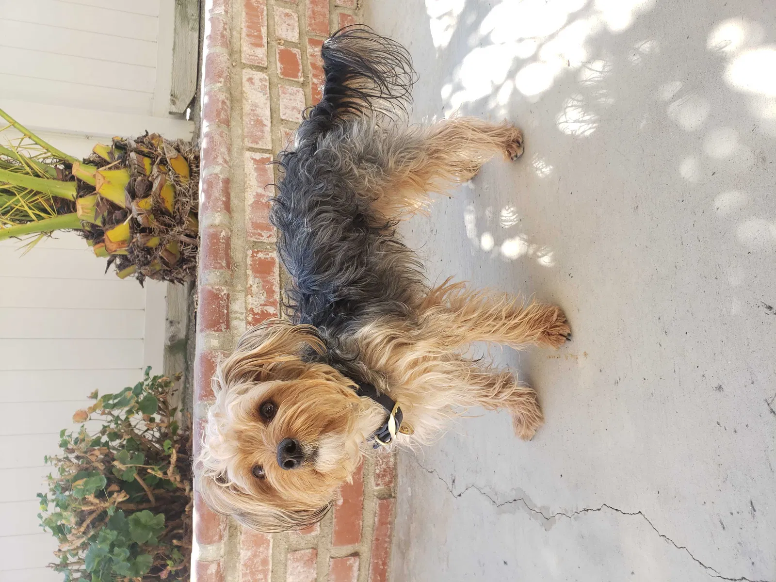 Lost dog in Pinon Hills, CA, 92372