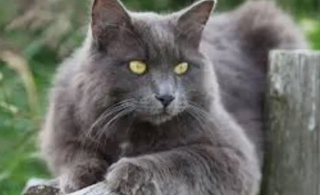 Lost cat in Lake Oswego, OR, 97035