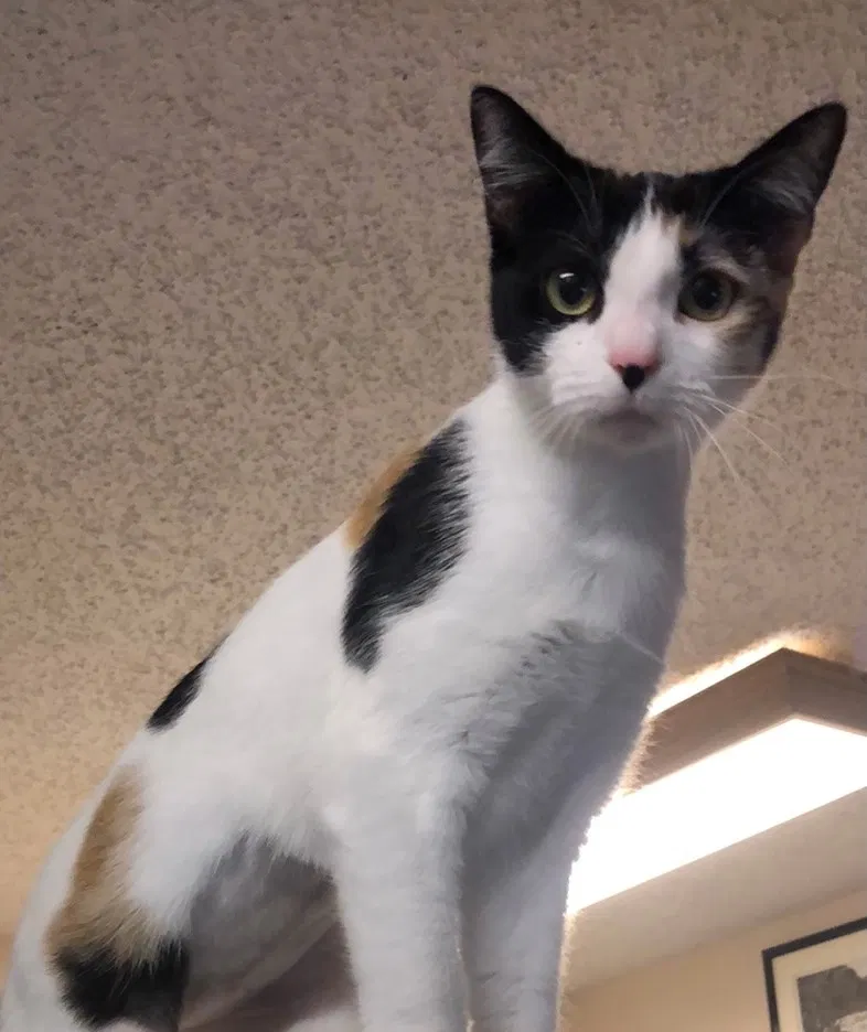 Lost cat in Paradise Valley, AZ, 85253
