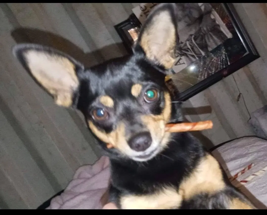 Lost dog in Slidell, LA, 70458
