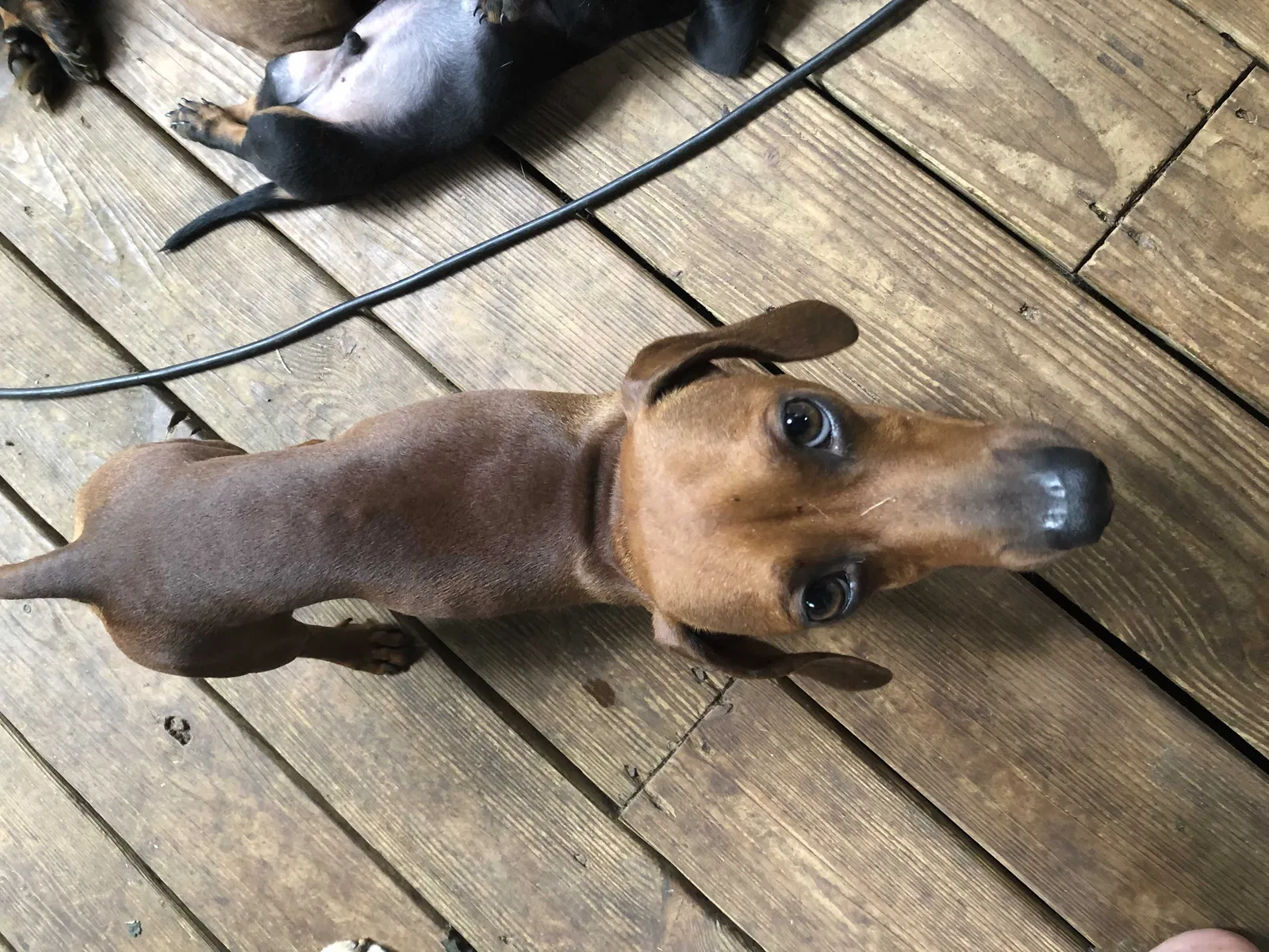 Lost dog in Tyler, TX, 75704