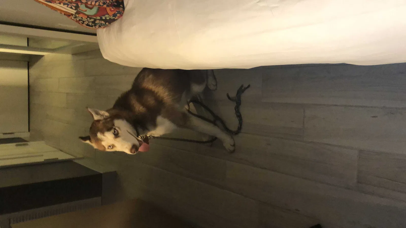 Lost dog in Joelton, TN, 37080