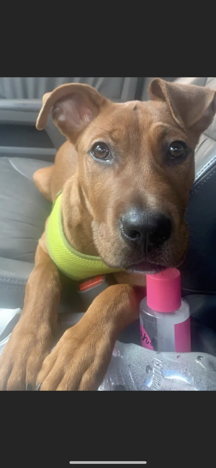 Lost dog in Evansville, IN, 47711