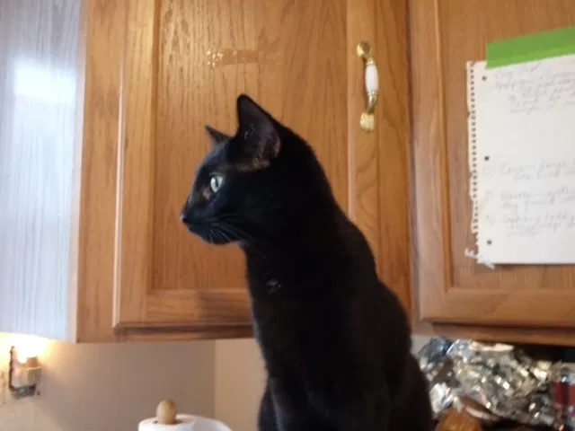 Lost cat in Aiken, SC, 29803