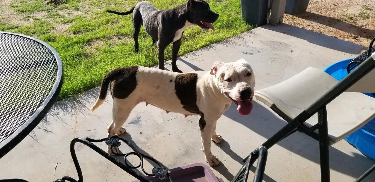 Found dog in Florence, AZ, 85132