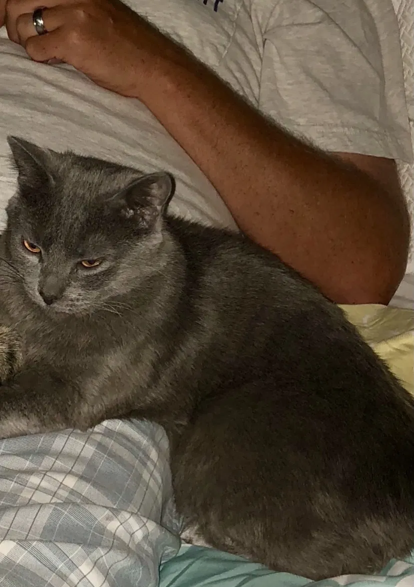 Lost cat in Canonsburg, PA, 15317