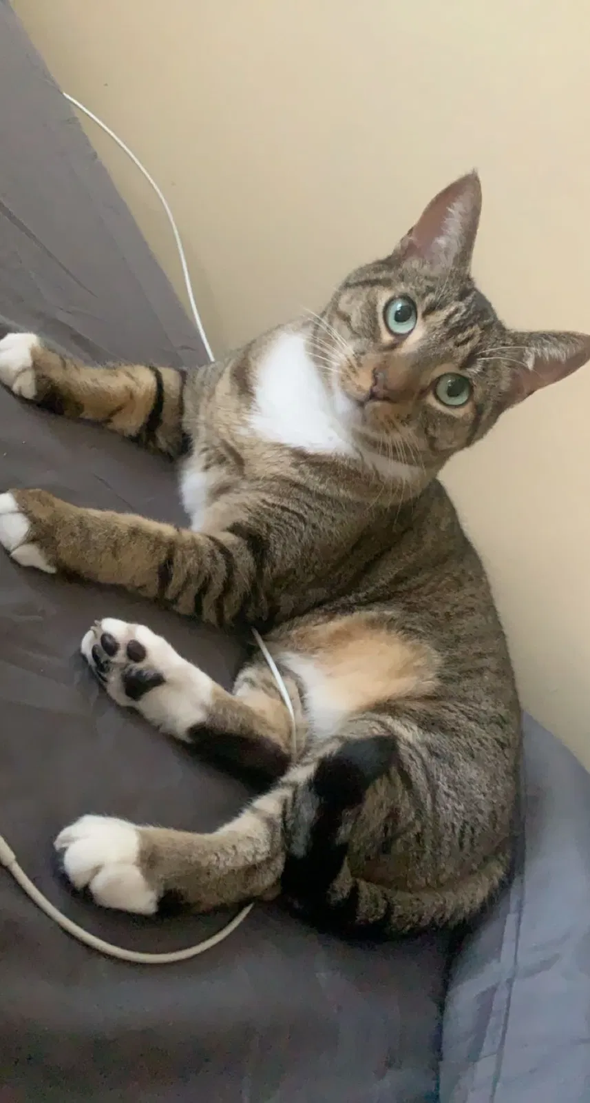 Lost cat in Valrico, FL, 33596