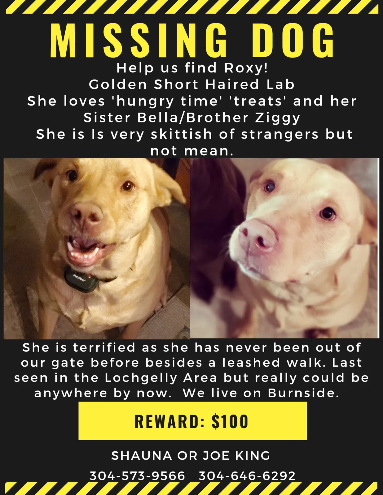 Lost dog in Oak Hill, WV, 25901