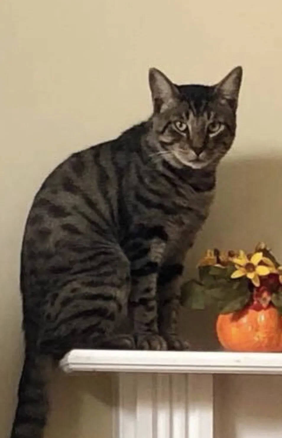 Lost cat in Alabaster, AL, 35007
