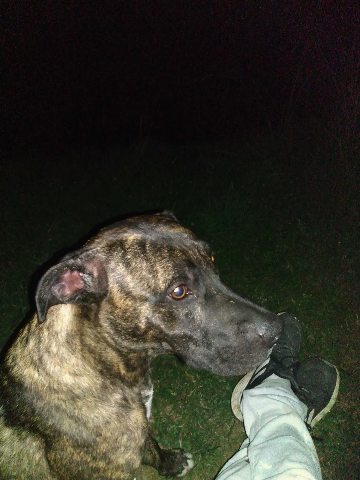 Lost dog in Ashland City, TN, 37015