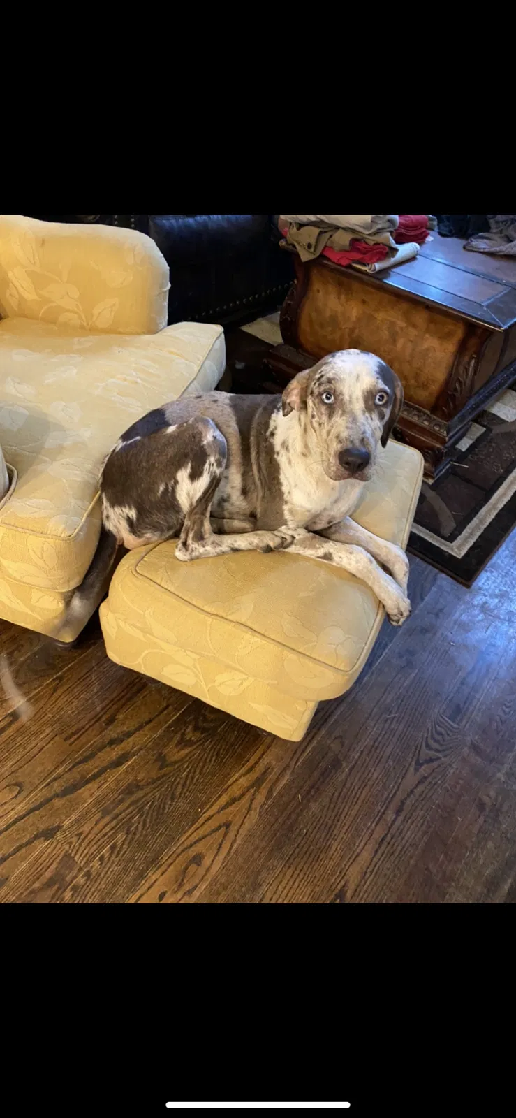 Lost dog in Forsyth, GA, 31029
