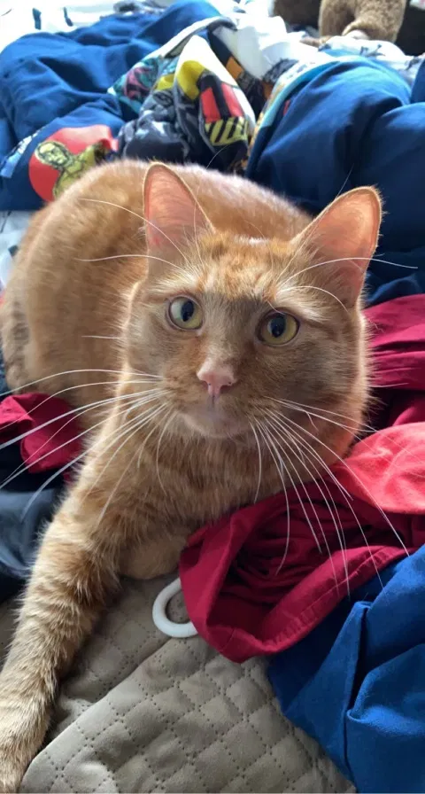 Lost cat in Gresham, OR, 97080