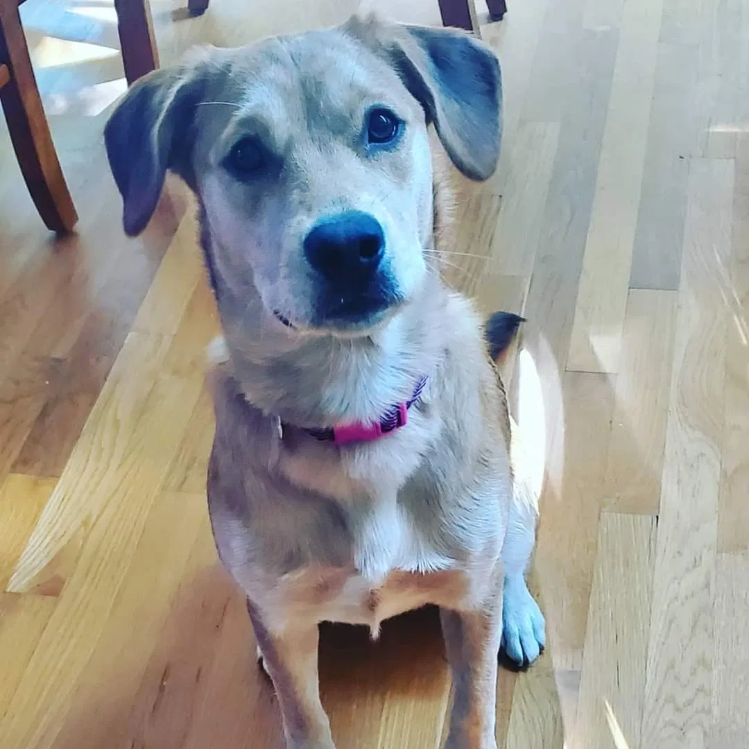 Lost dog in Cary, NC, 27519
