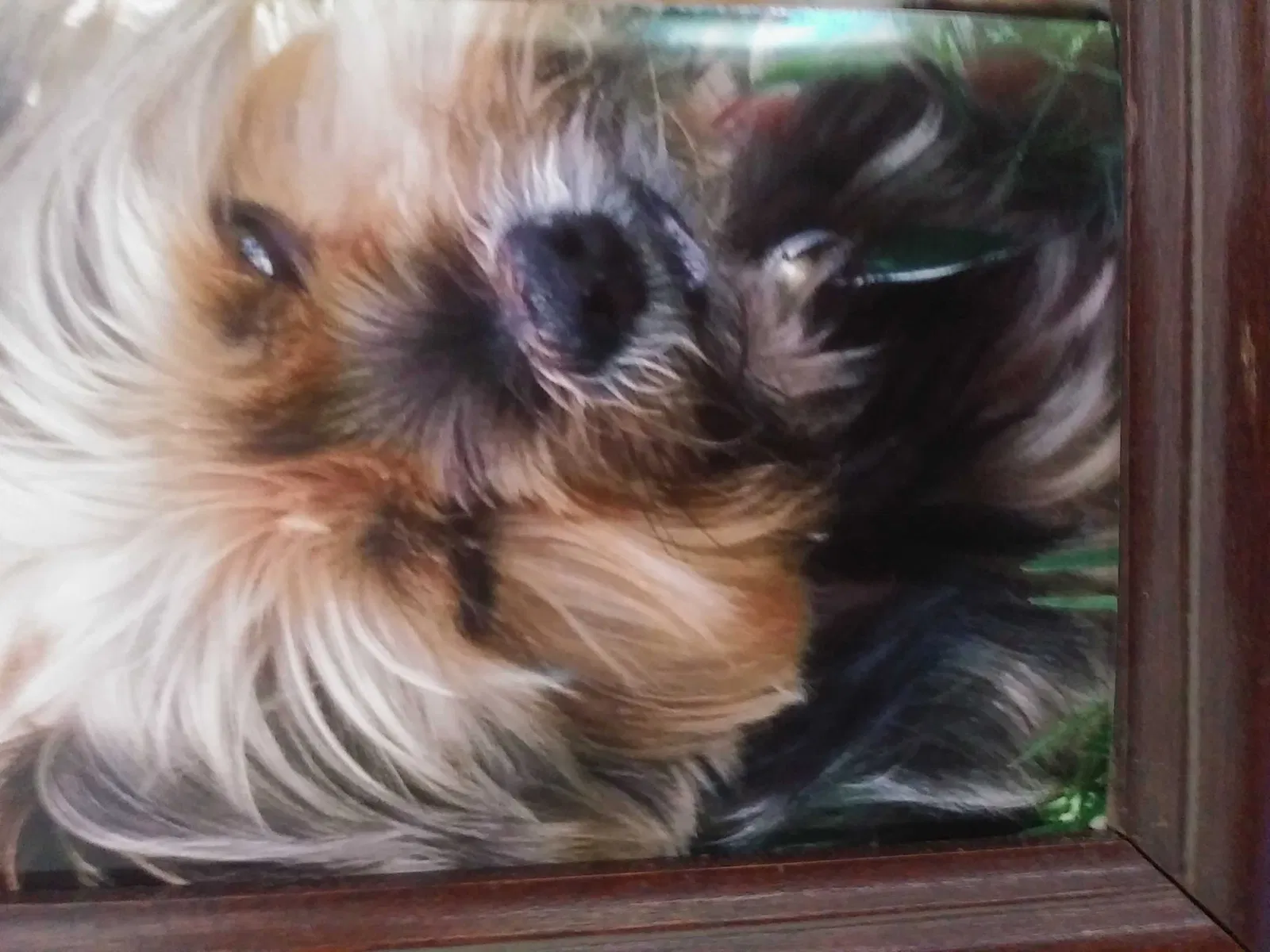 Lost dog in Louisville, KY, 40214
