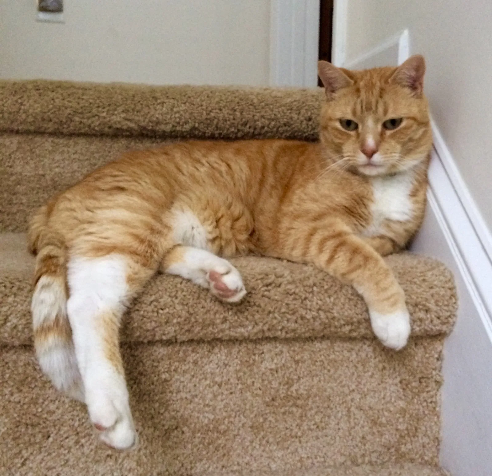 Lost cat in Cary, NC, 27519