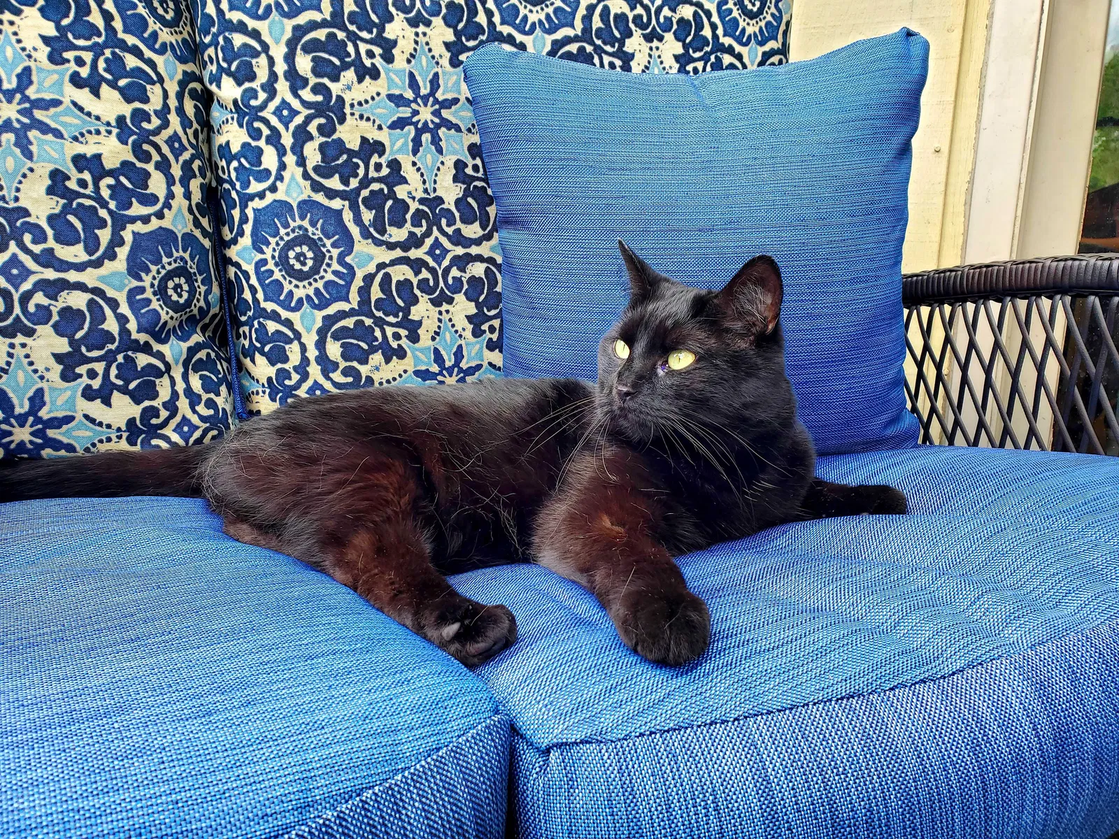 Lost cat in Saint Paul, MN, 55119