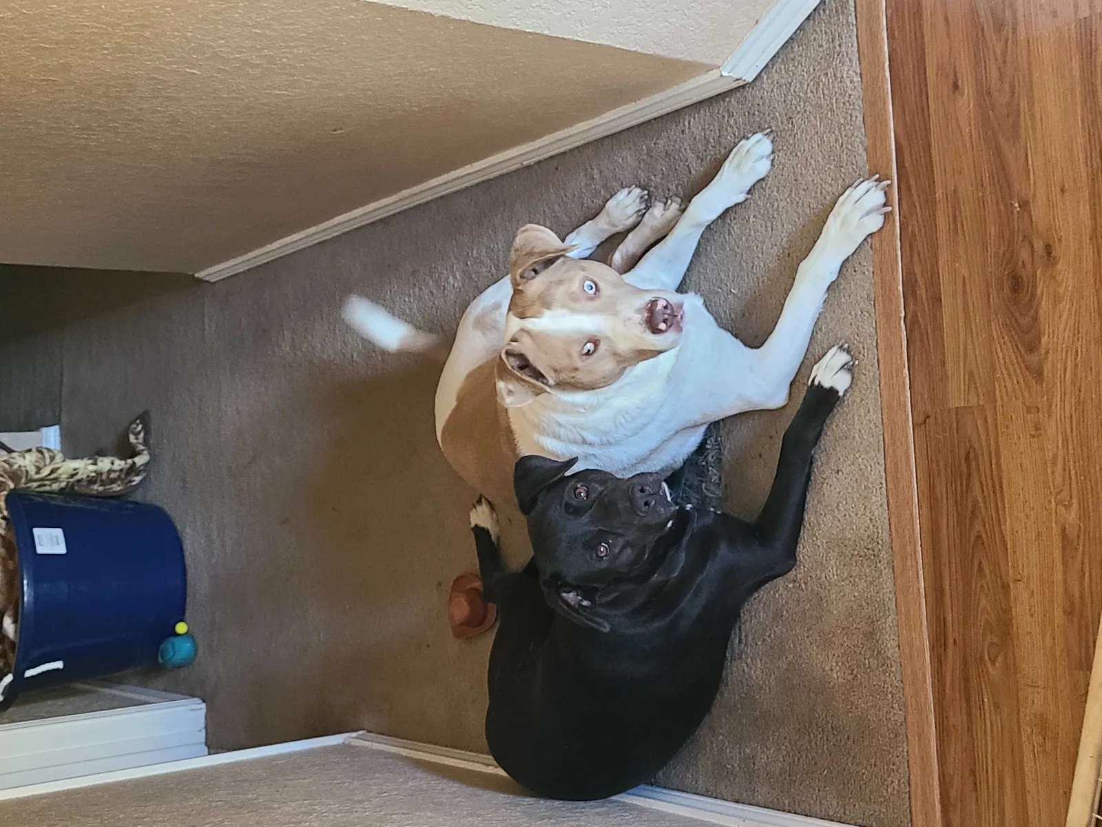 Lost dog in Fort Worth, TX, 76108
