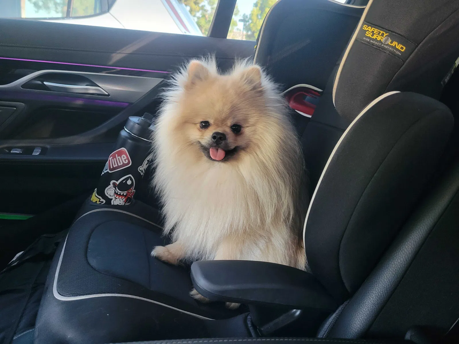 Lost dog in Bakersfield, CA, 93307