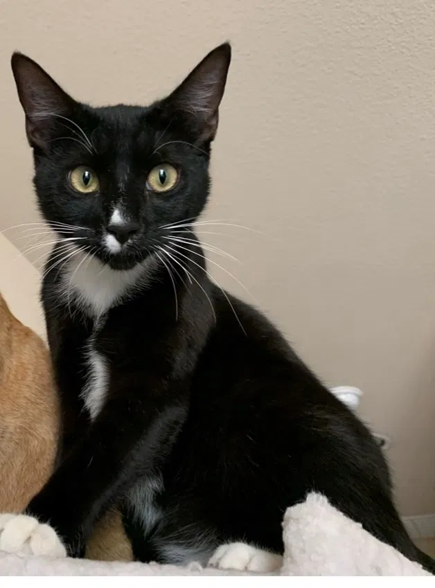 Lost cat in Prosper, TX, 75078