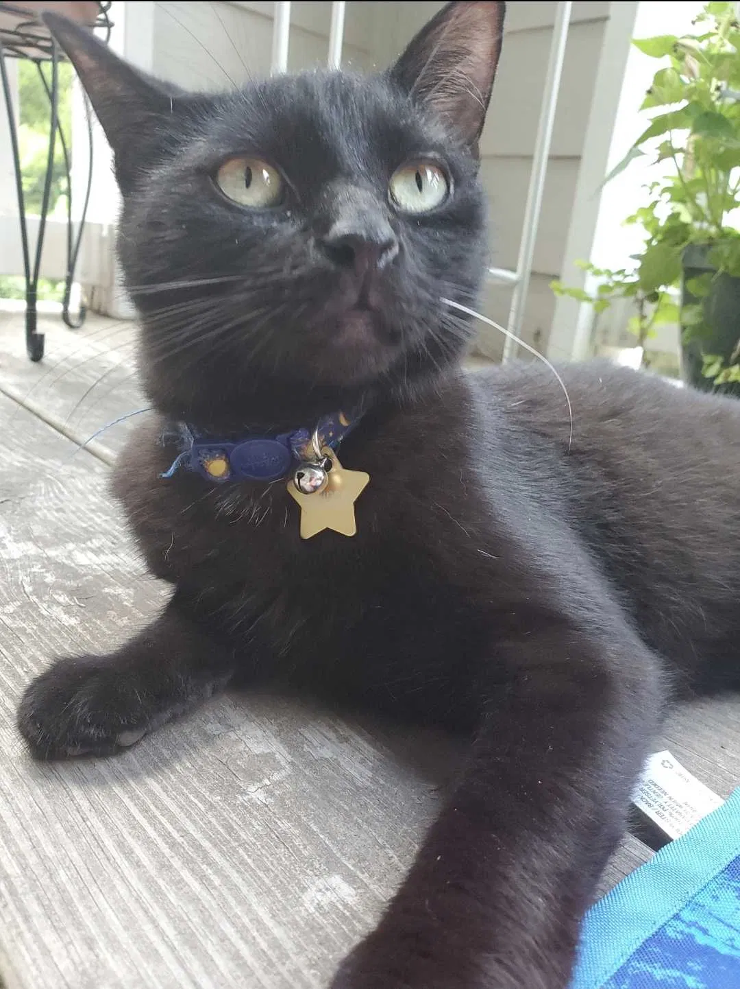 Lost cat in Durham, NC, 27703
