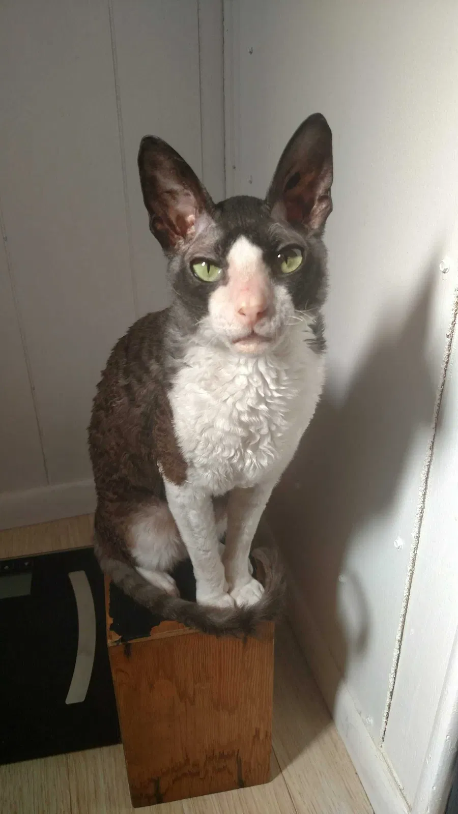 Lost cat in Phoenix, AZ, 85020