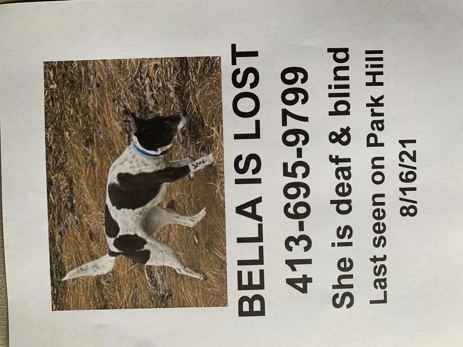 Lost dog in Florence, MA, 1062