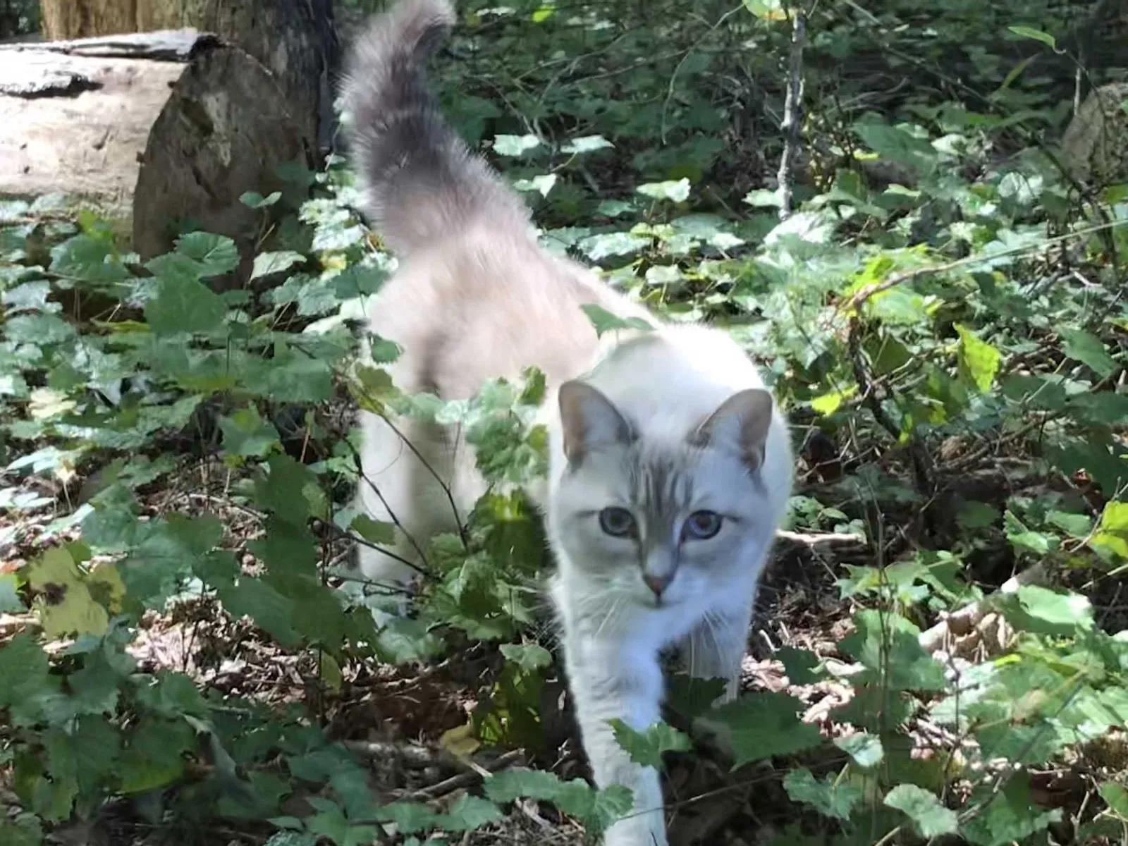 Lost cat in Huntersville, NC, 28078