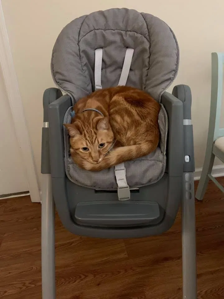 Lost cat in Wyncote, PA, 19095