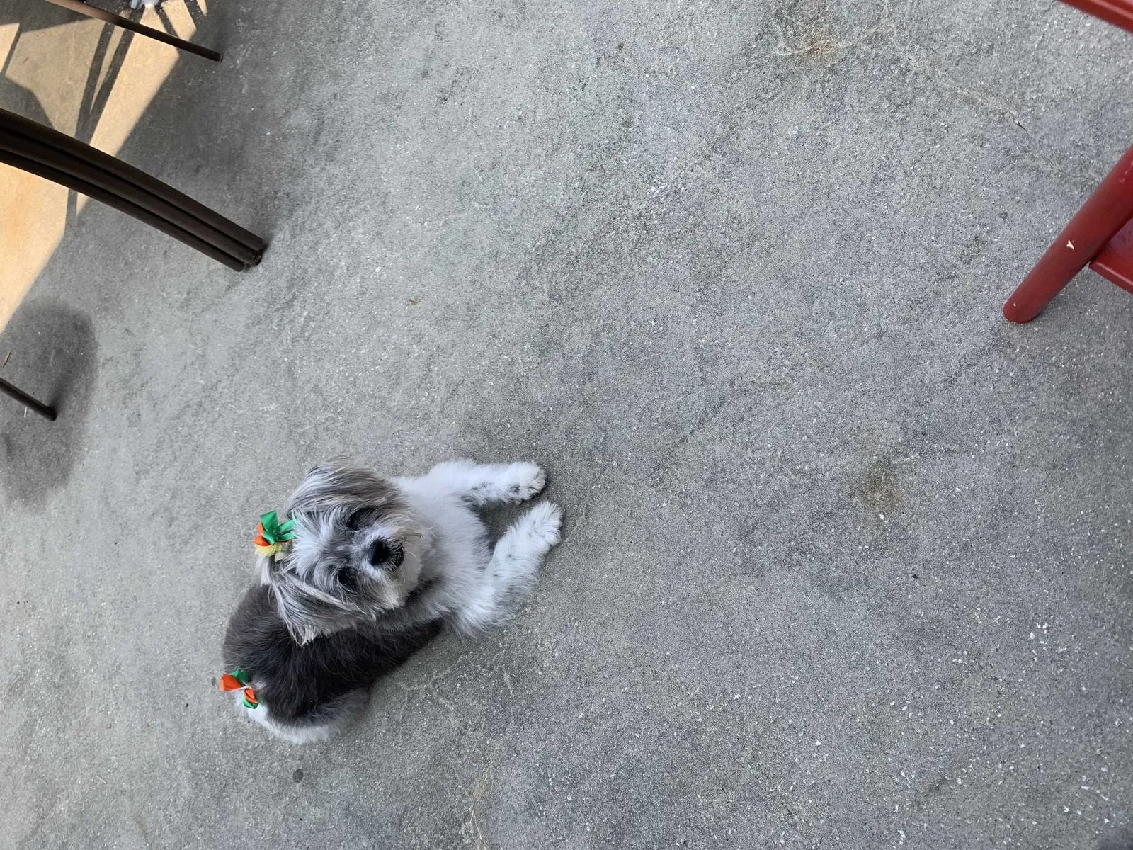Lost dog in Stanley, NC, 28164