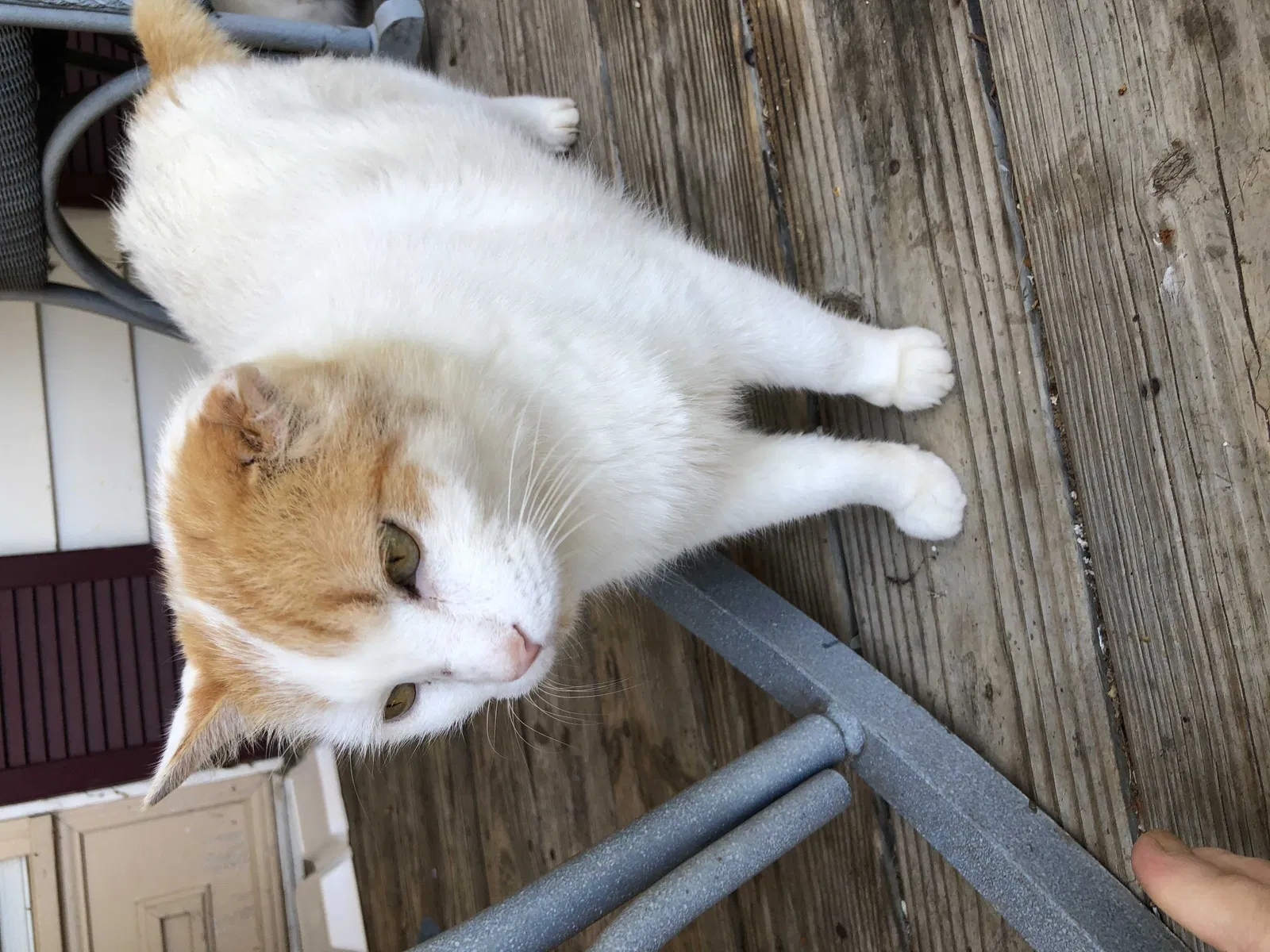 Missing Cat