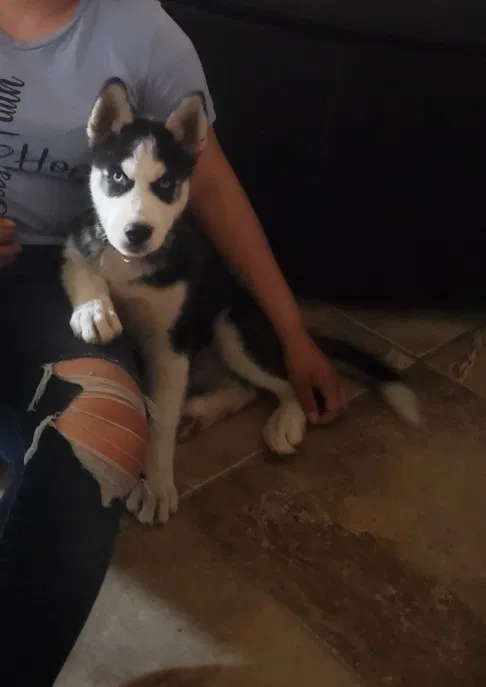 Lost dog in Denver, CO, 80219