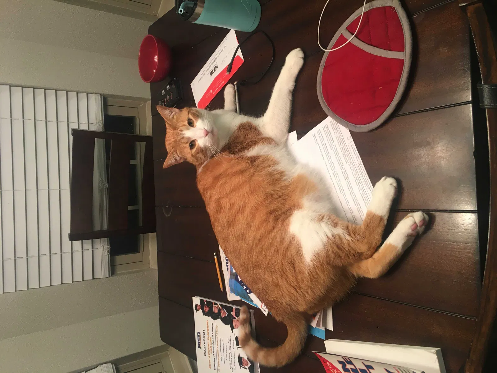 Lost cat in North Richland Hills, TX, 76182