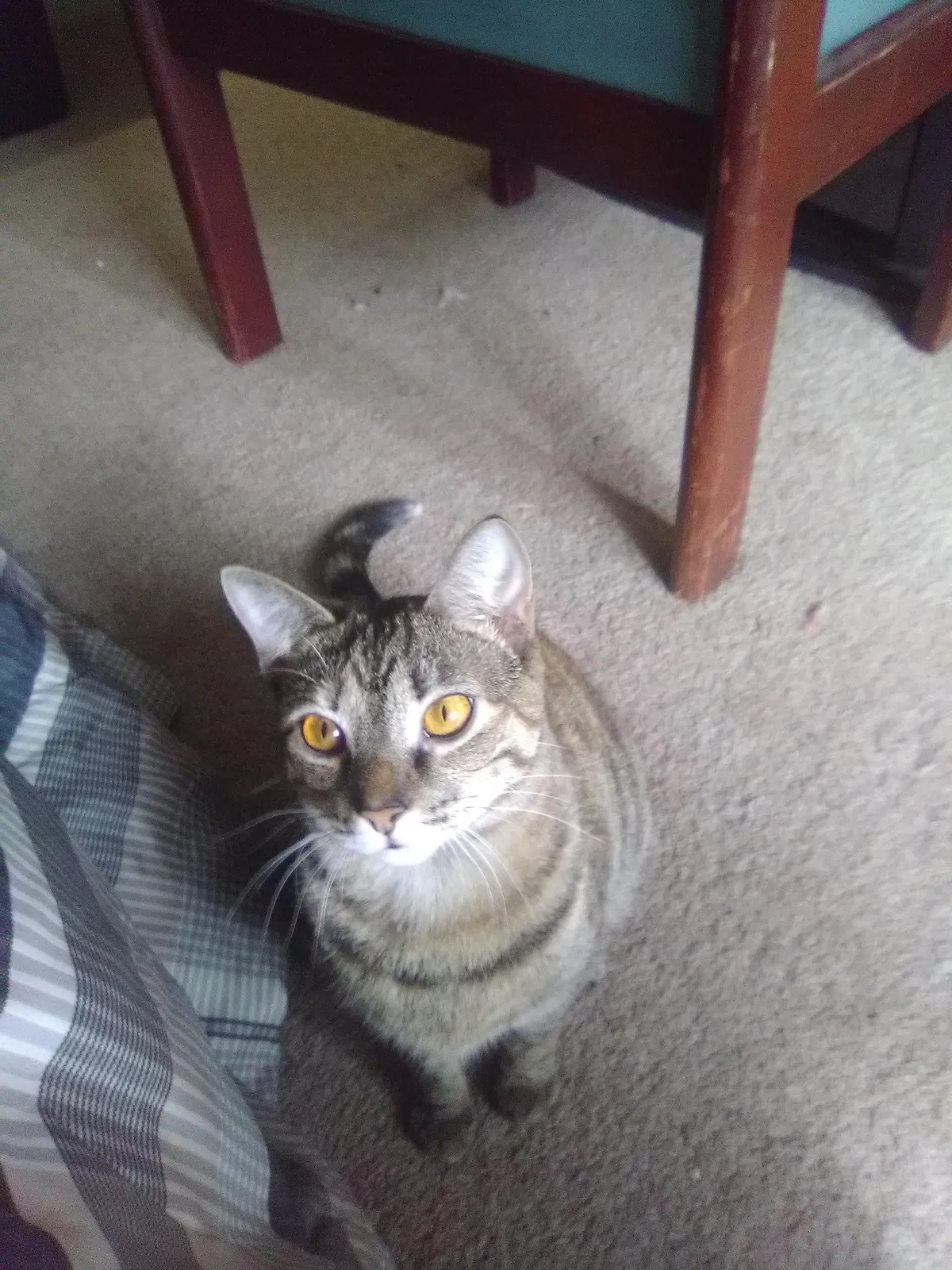 Lost cat in Morgantown, KY, 42261