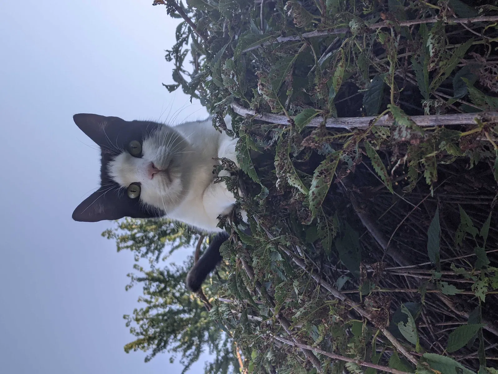 Lost cat in Shippensburg, PA, 17257