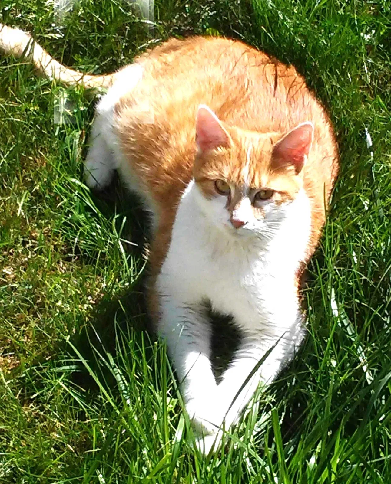 Lost cat in Trenton, NJ, 8610